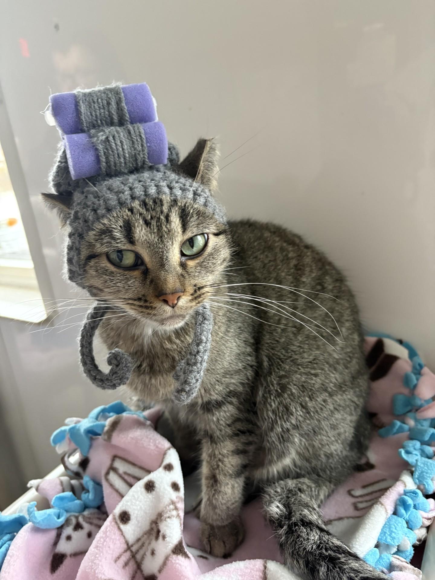 Rosemary, a Adoptable Domestic Short Hair in Black River Falls, WI image 2/2