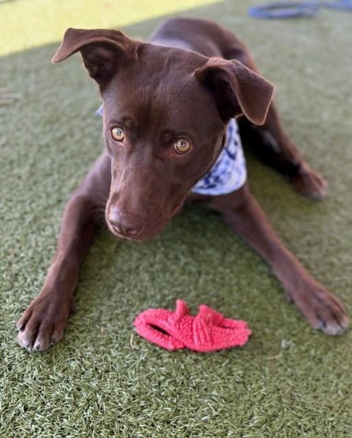 Enlarge Hazel, a ADOPTABLE Labrador Retriever in Fayetteville, AR image 4/6