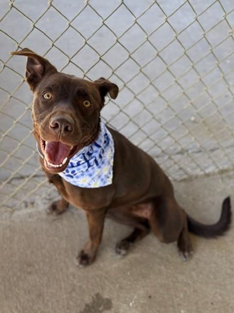 Enlarge Hazel, a ADOPTABLE Labrador Retriever in Fayetteville, AR image 1/6