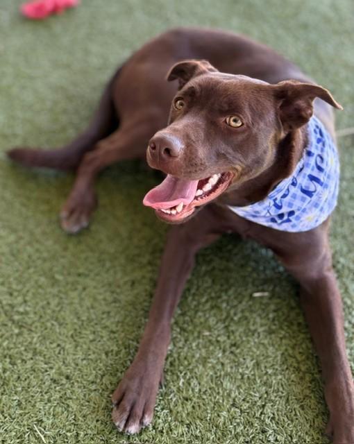Enlarge Hazel, a ADOPTABLE Labrador Retriever in Fayetteville, AR image 2/6