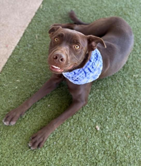 Enlarge Hazel, a ADOPTABLE Labrador Retriever in Fayetteville, AR image 3/6