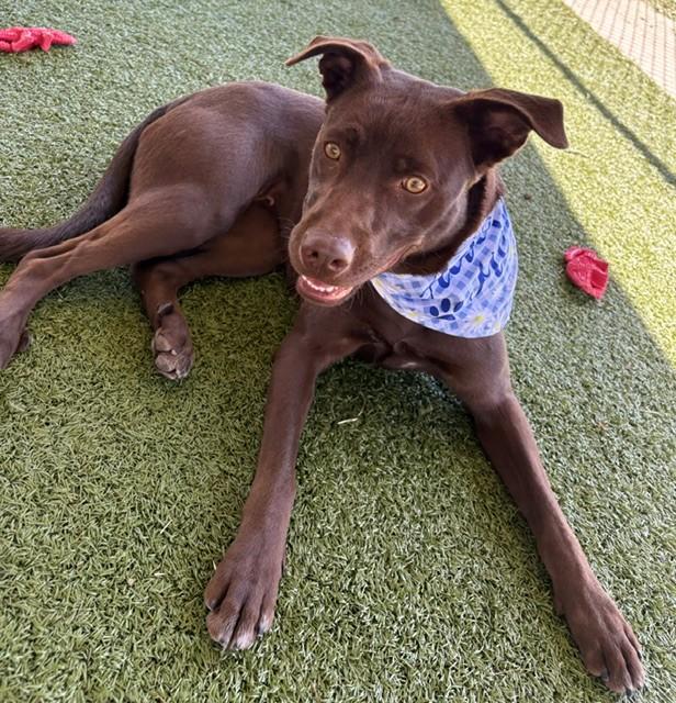 Enlarge Hazel, a ADOPTABLE Labrador Retriever in Fayetteville, AR image 6/6