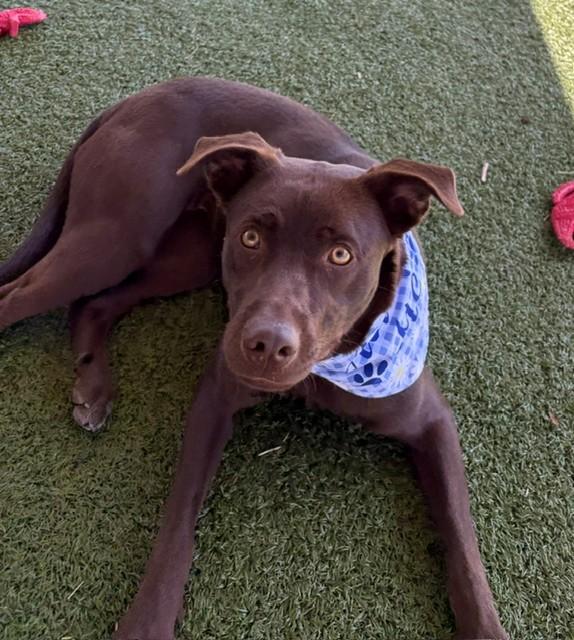 Enlarge Hazel, a ADOPTABLE Labrador Retriever in Fayetteville, AR image 5/6