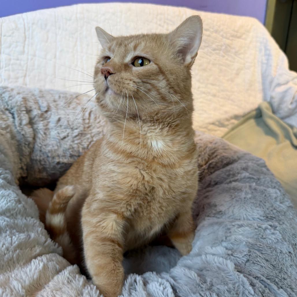 Ant, Adoptable, Adult Male Domestic Short Hair.