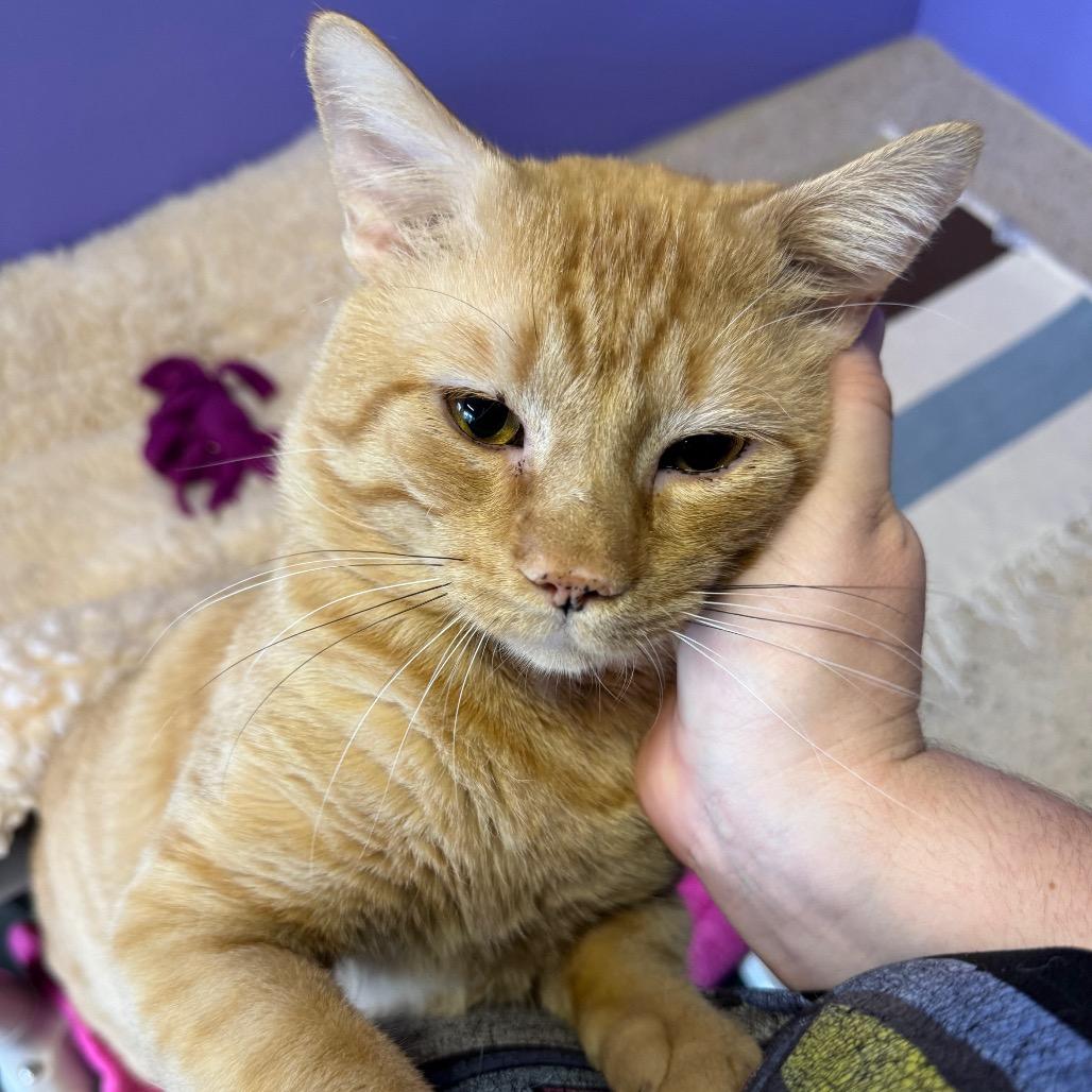 Ant, a Adoptable Domestic Short Hair in Mankato, MN image 2/6