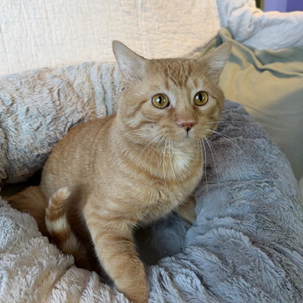Ant, a Adoptable Domestic Short Hair in Mankato, MN image 3/6