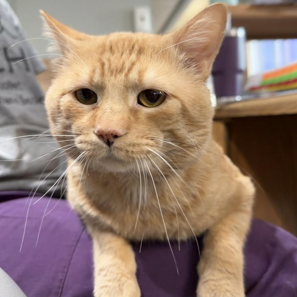Ant, a Adoptable Domestic Short Hair in Mankato, MN image 4/6