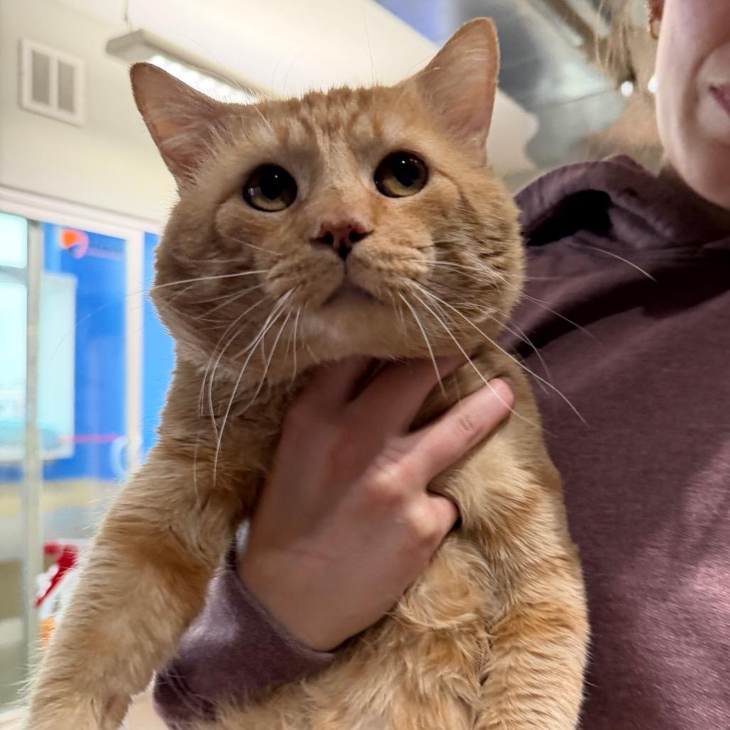 Ant, a Adoptable Domestic Short Hair in Mankato, MN image 5/6