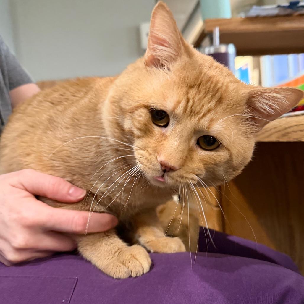 Ant, a Adoptable Domestic Short Hair in Mankato, MN image 6/6