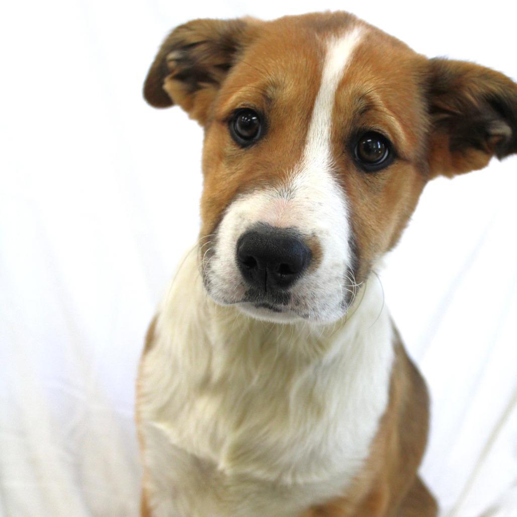 Eclipse, Adoptable, Puppy Female Husky.