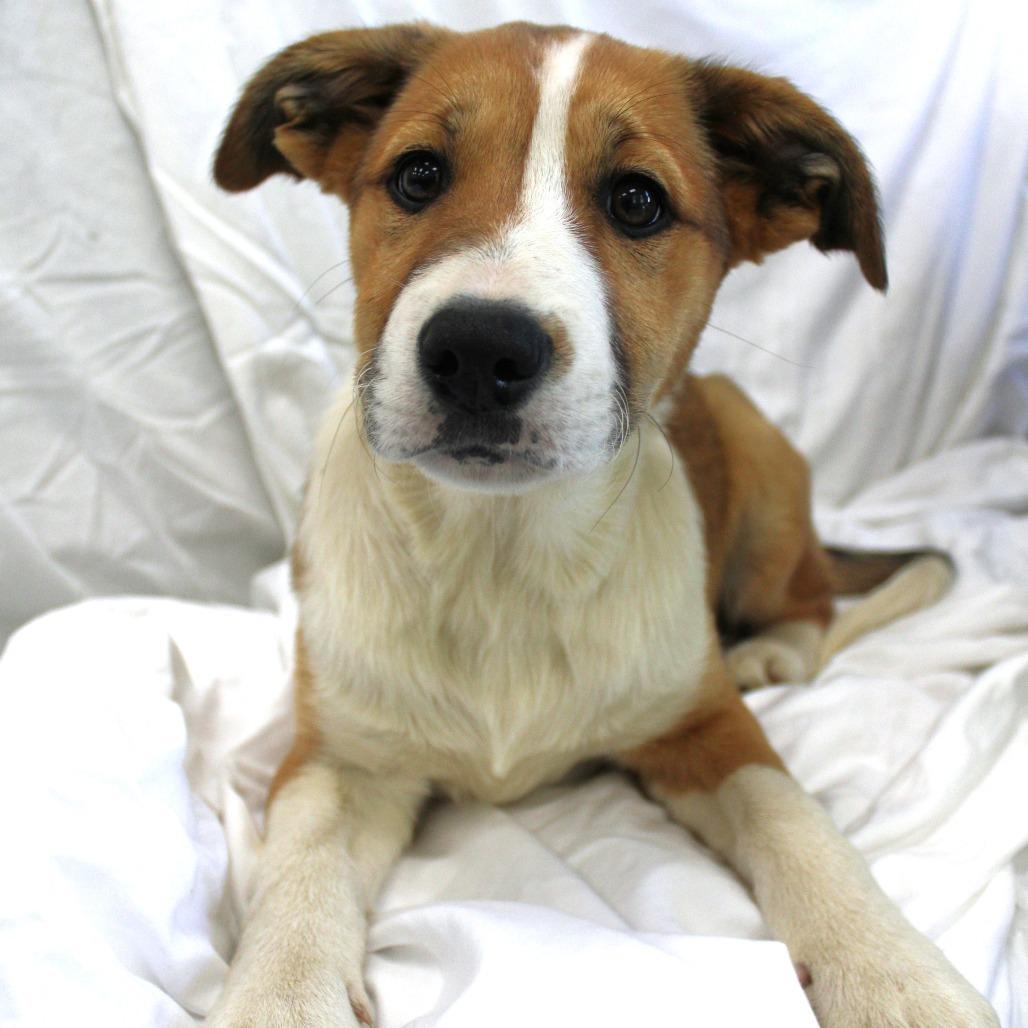 Eclipse, a Adoptable Husky in Michigan City, IN image 2/5