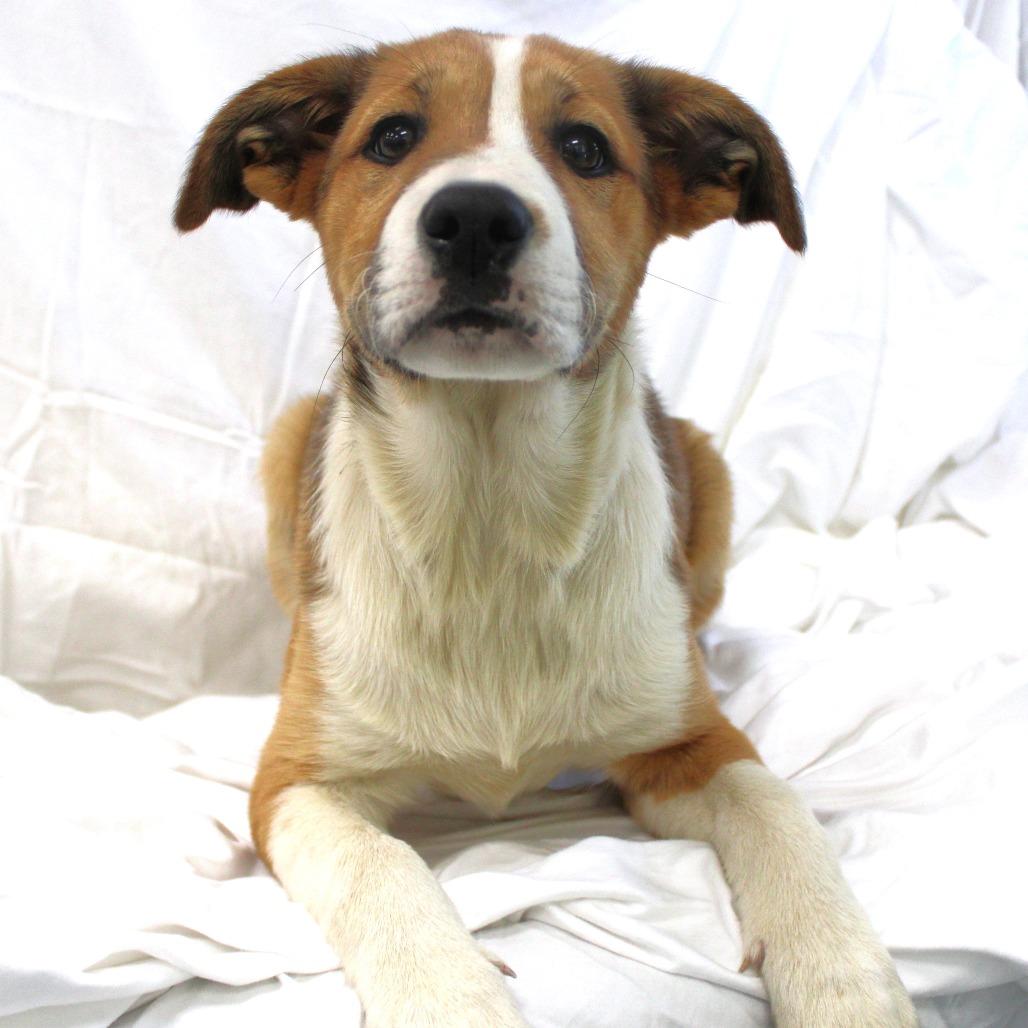 Eclipse, a Adoptable Husky in Michigan City, IN image 3/5