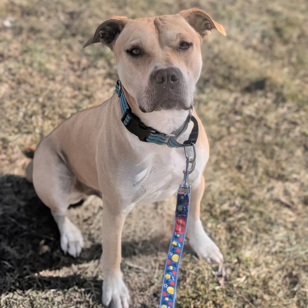 Chief, Adoptable, Young Male Pit Bull Terrier.