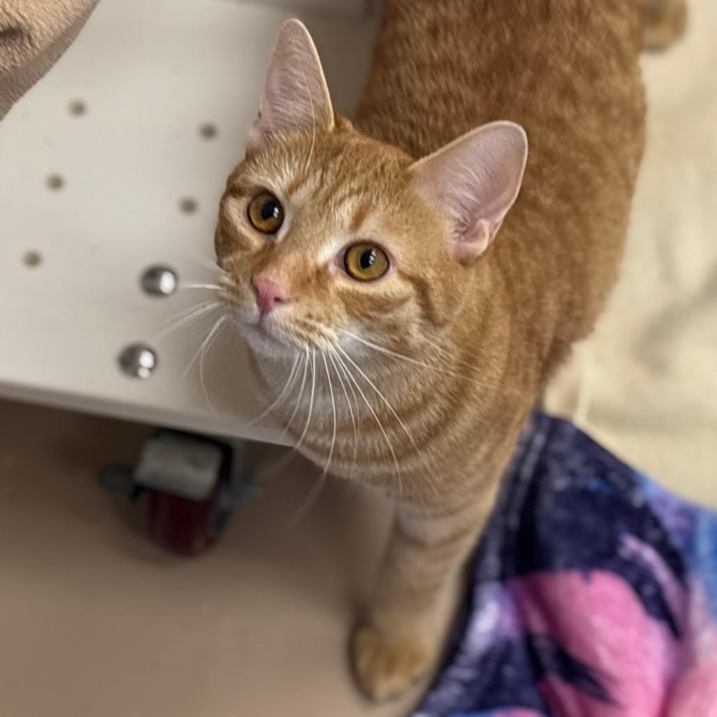 Enlarge Vinny, a Adoptable Domestic Short Hair in Mebane, NC image 1/6