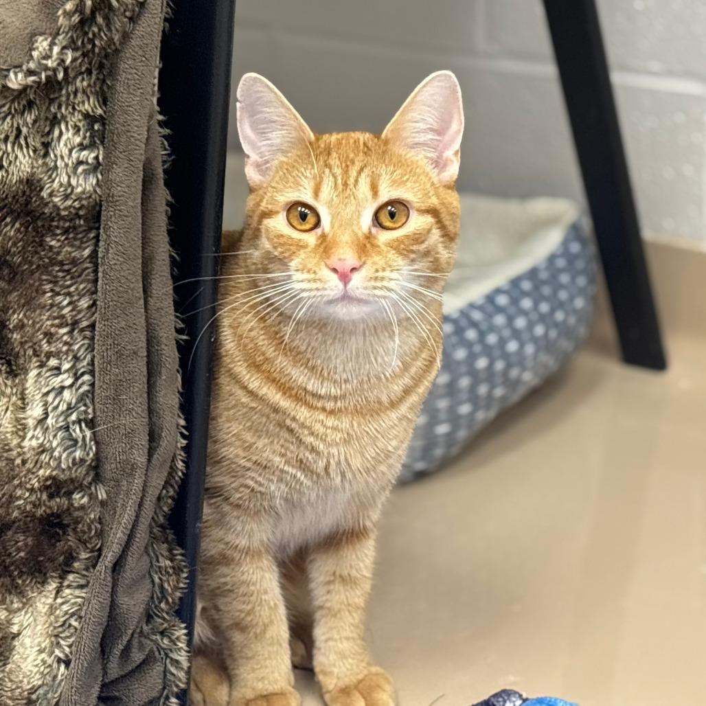 Enlarge Vinny, a Adoptable Domestic Short Hair in Mebane, NC image 2/6