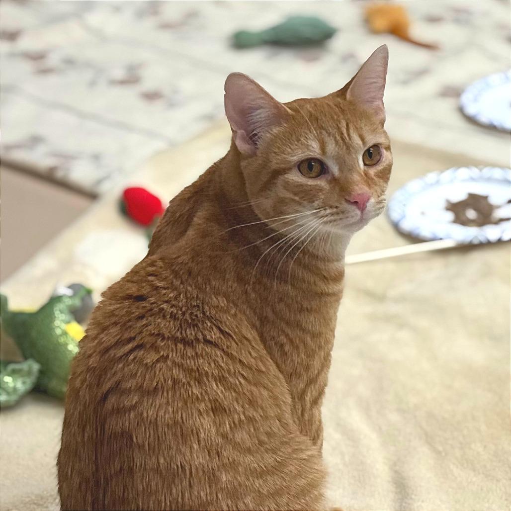 Enlarge Vinny, a Adoptable Domestic Short Hair in Mebane, NC image 3/6