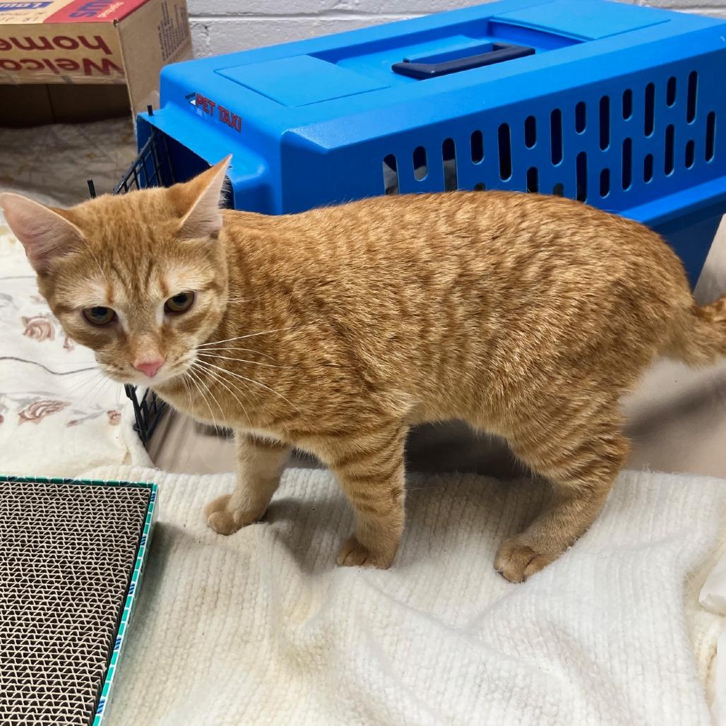 Enlarge Vinny, a Adoptable Domestic Short Hair in Mebane, NC image 4/6