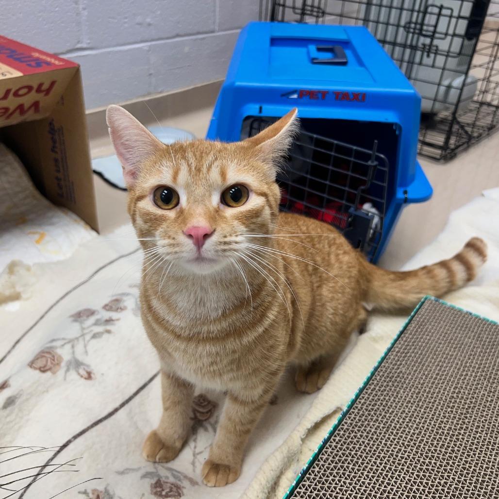Enlarge Vinny, a Adoptable Domestic Short Hair in Mebane, NC image 5/6