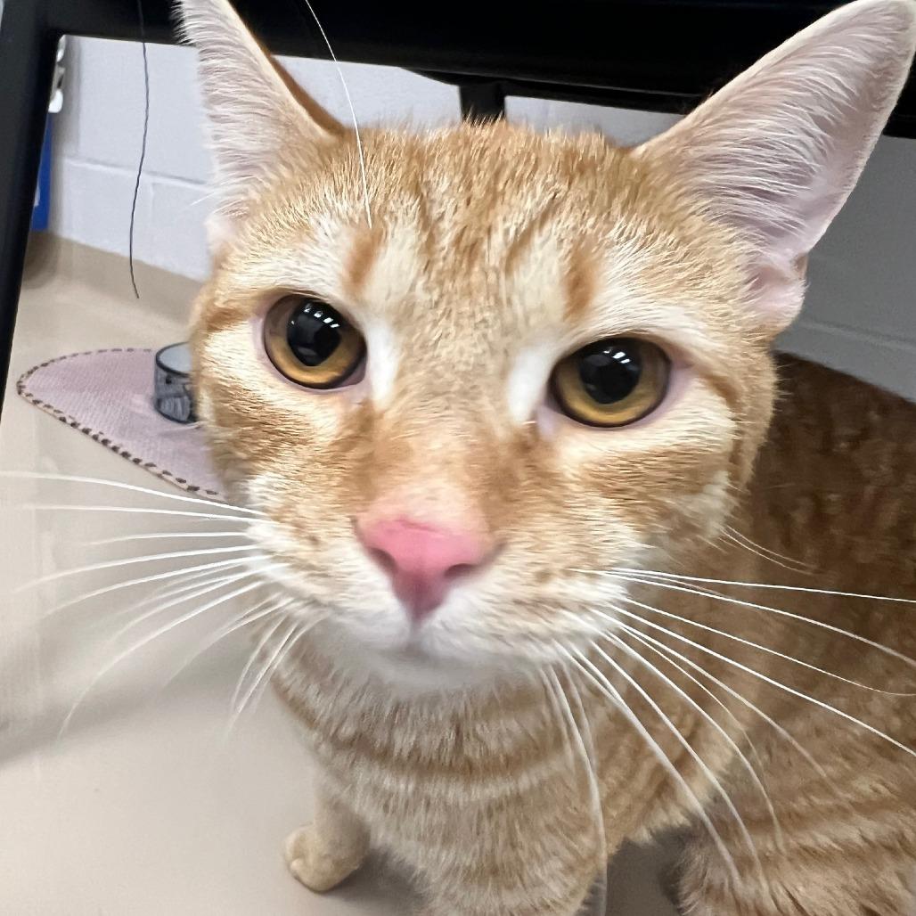 Enlarge Vinny, a Adoptable Domestic Short Hair in Mebane, NC image 6/6