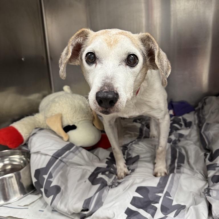 Rufus, Adoptable, Senior Male Beagle.