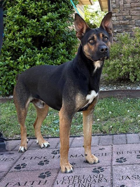 Enlarge ZHONG, a Adoptable mixed breed in Cookeville, TN image 1/1