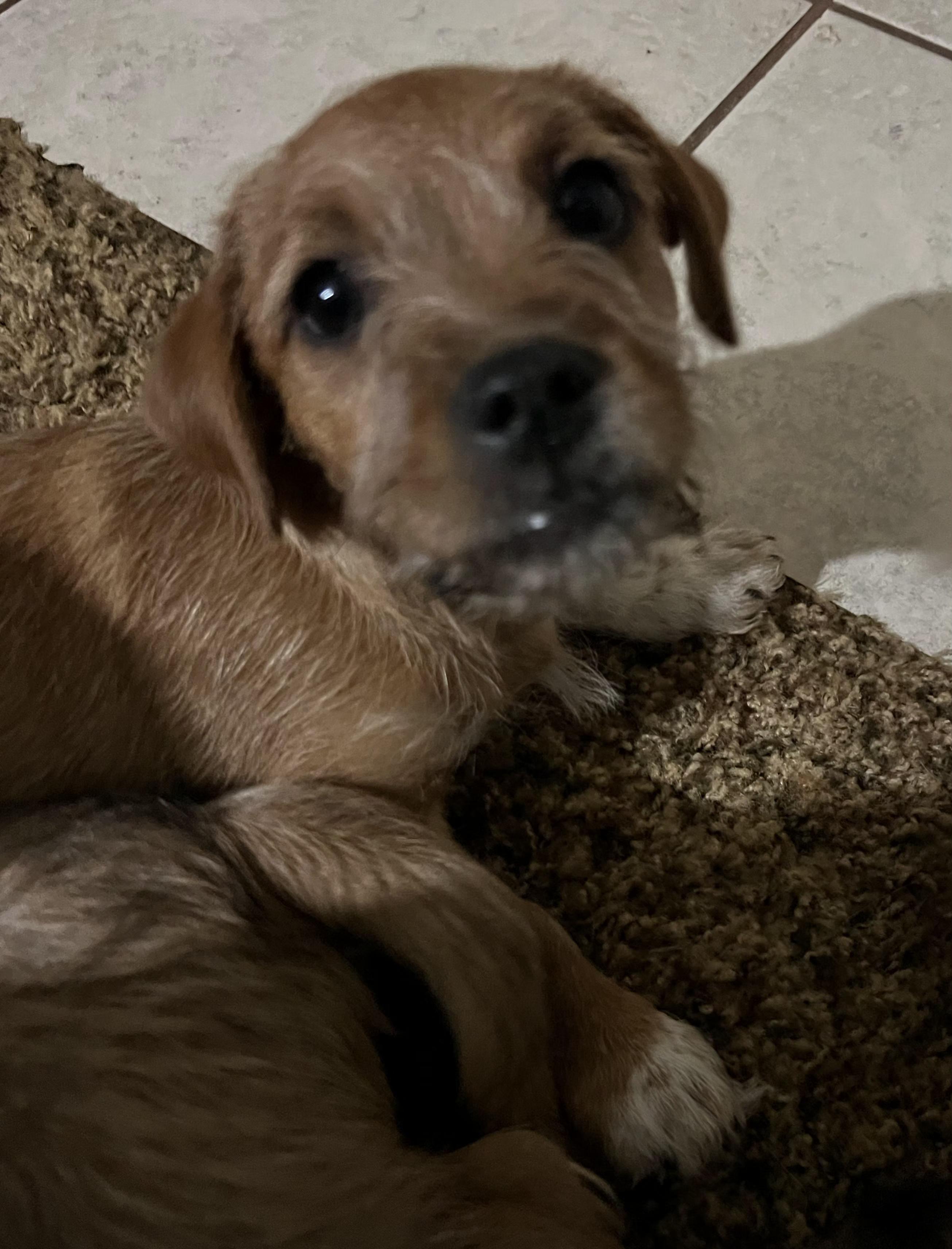 Biscuit, an adopted mixed breed in Clovis, CA image 2/2