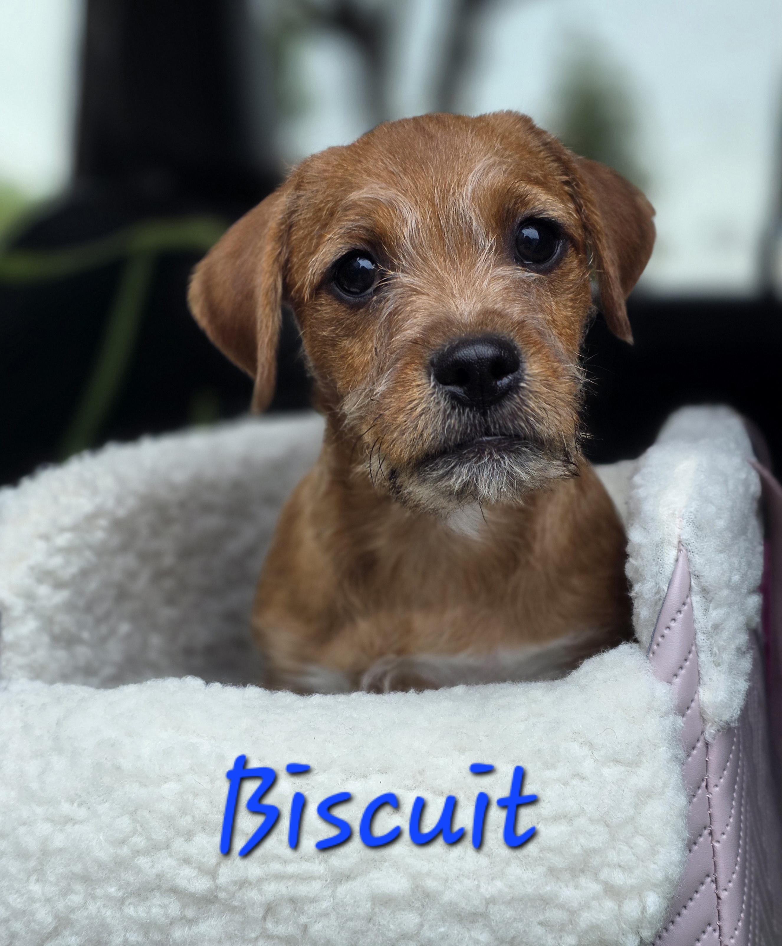 Biscuit, an adopted mixed breed in Clovis, CA image 1/2