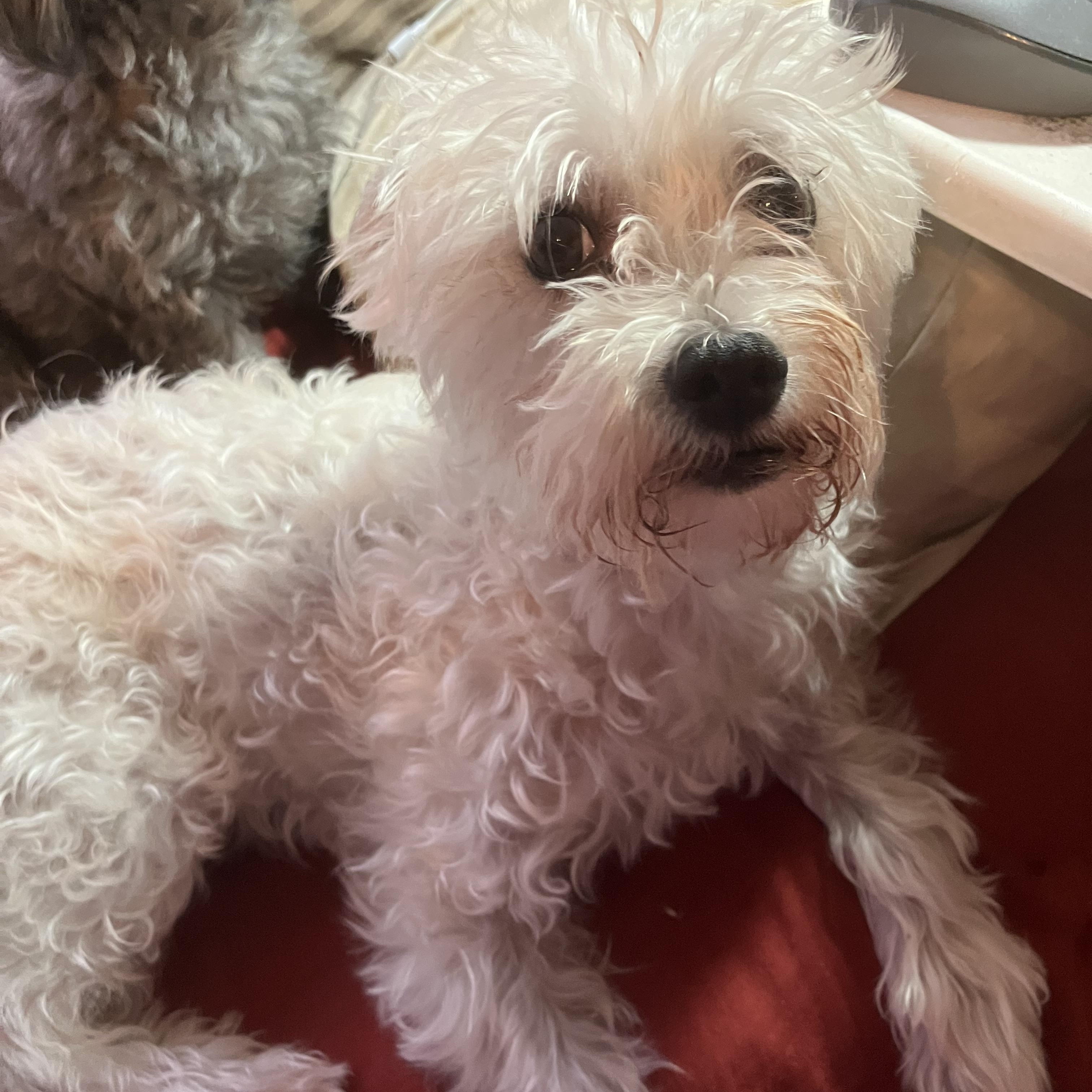 Harry, ADOPTABLE, Senior Male Terrier.