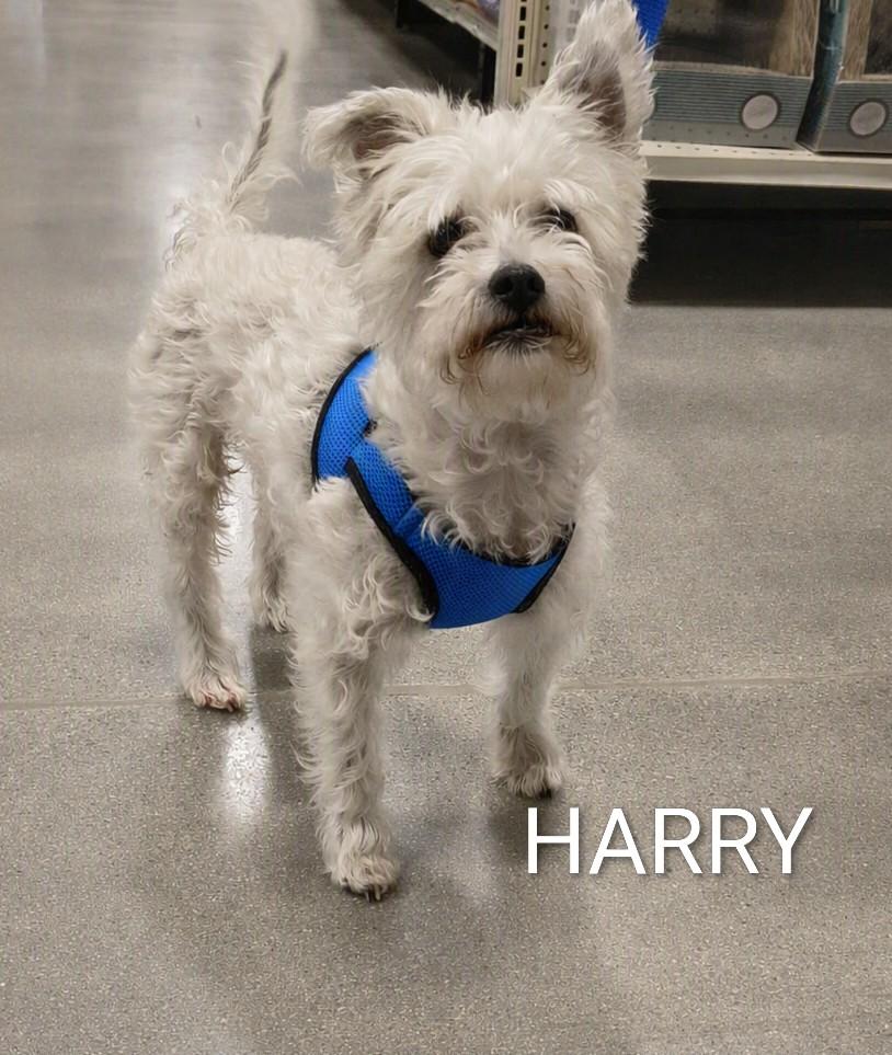 Harry, a ADOPTABLE mixed breed in Henderson, NV image 2/4
