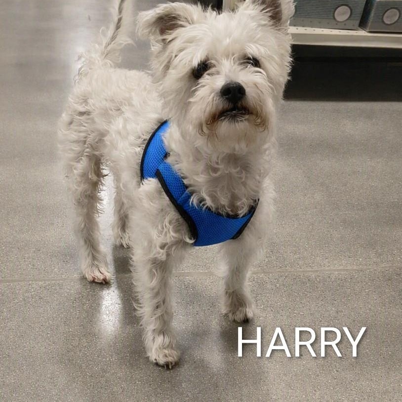 Enlarge Harry, a Adoptable mixed breed in Henderson, NV image 1/4