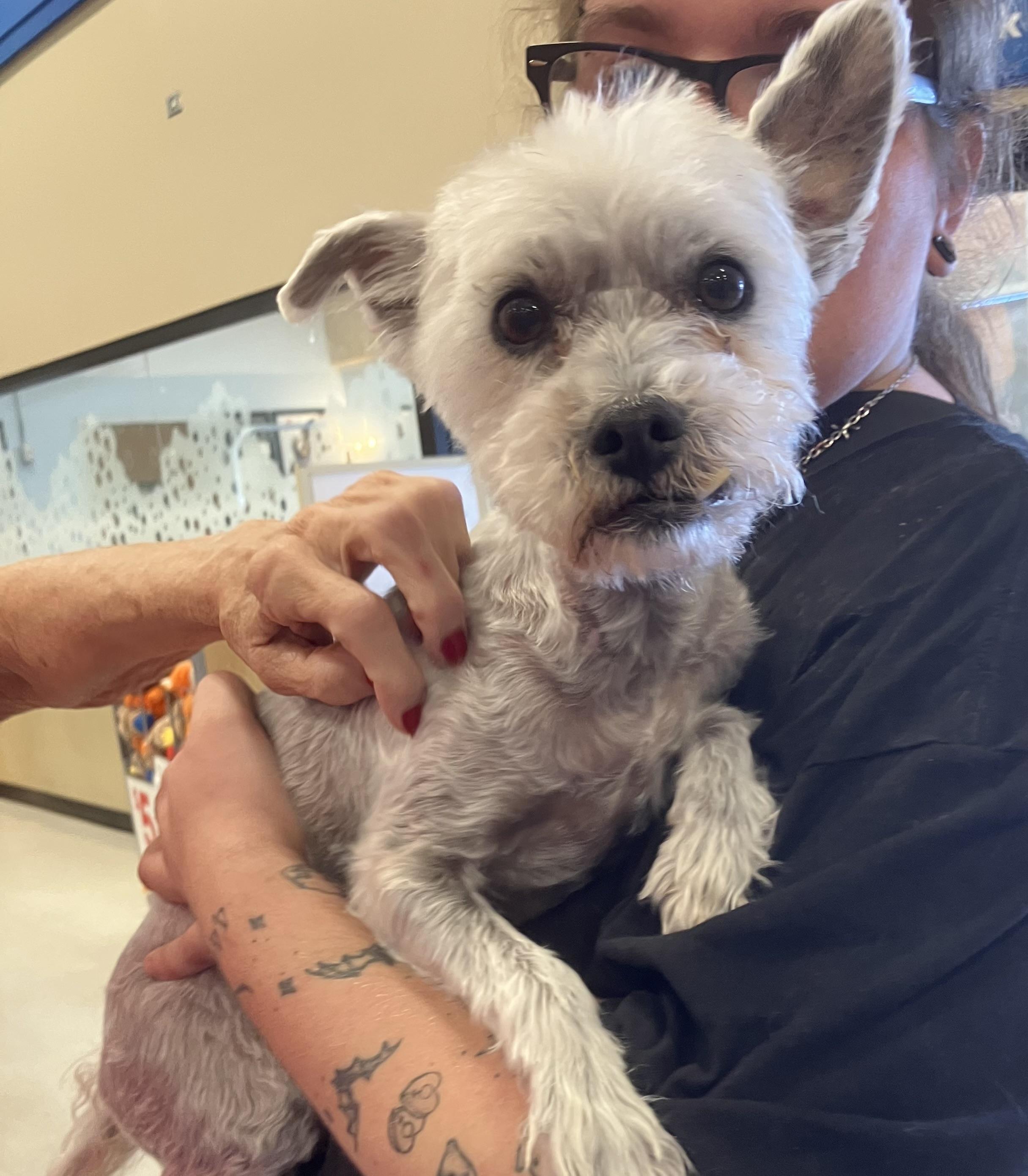 Harry, a ADOPTABLE mixed breed in Henderson, NV image 3/4