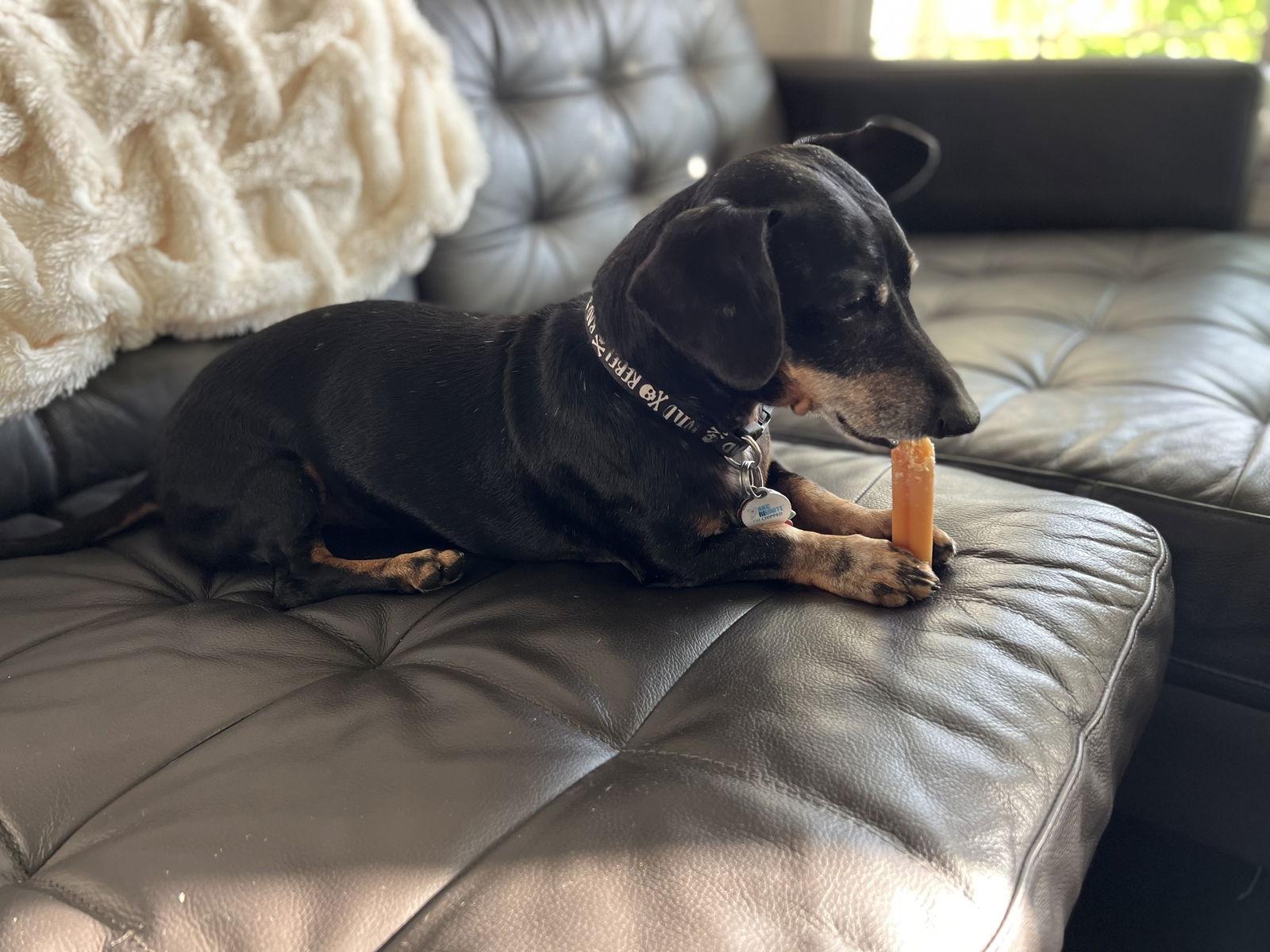 Enlarge MoMo, a Adoptable Dachshund in Pearland, TX image 2/6