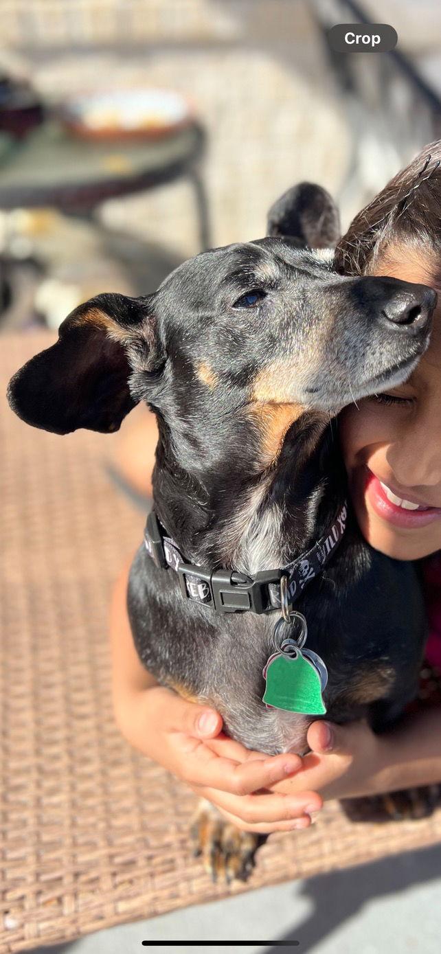 Enlarge MoMo, a Adoptable Dachshund in Pearland, TX image 3/6