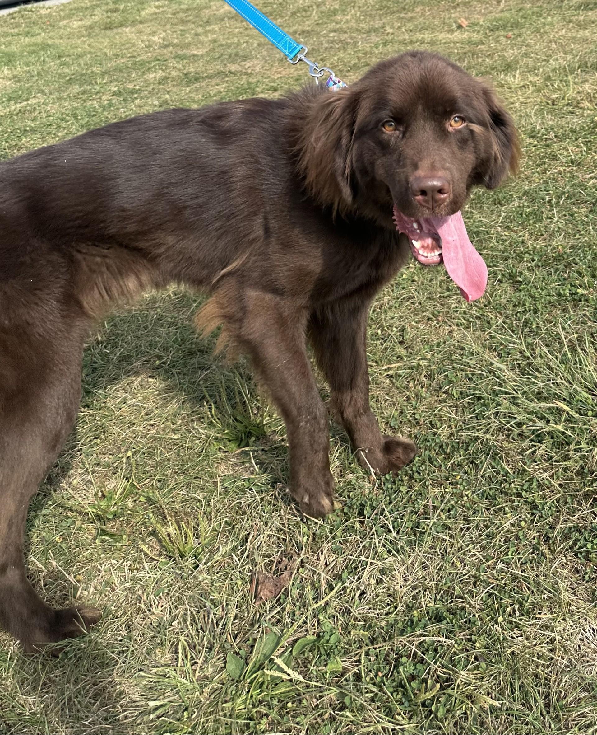 Mika, Adoptable, Young Female Newfoundland Dog.