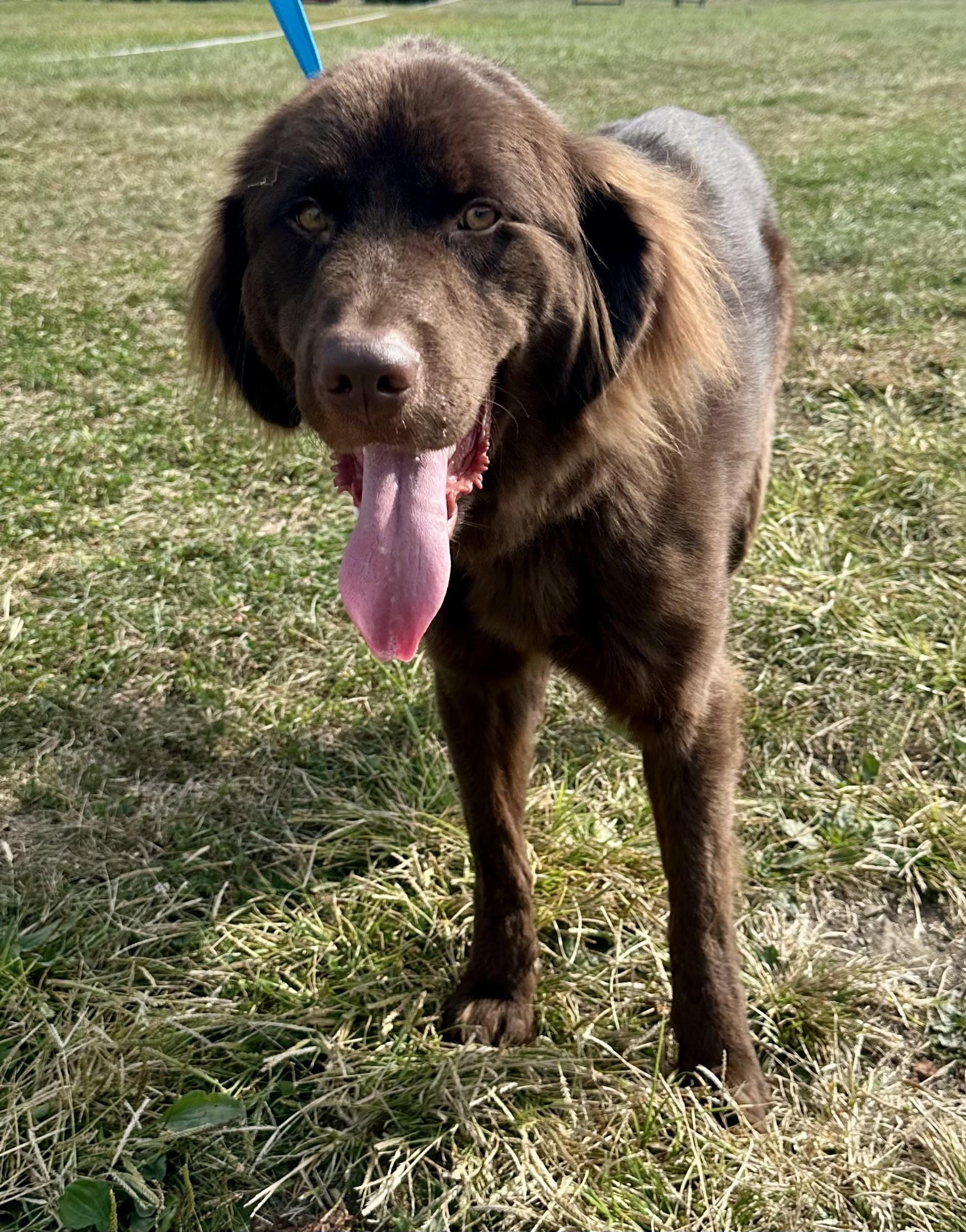 Mika, a Adoptable Newfoundland Dog in Pittsburgh, PA image 2/5