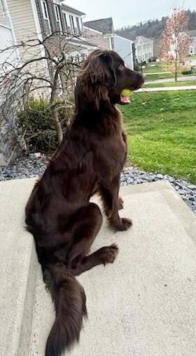 Mika, a Adoptable Newfoundland Dog in Pittsburgh, PA image 3/5