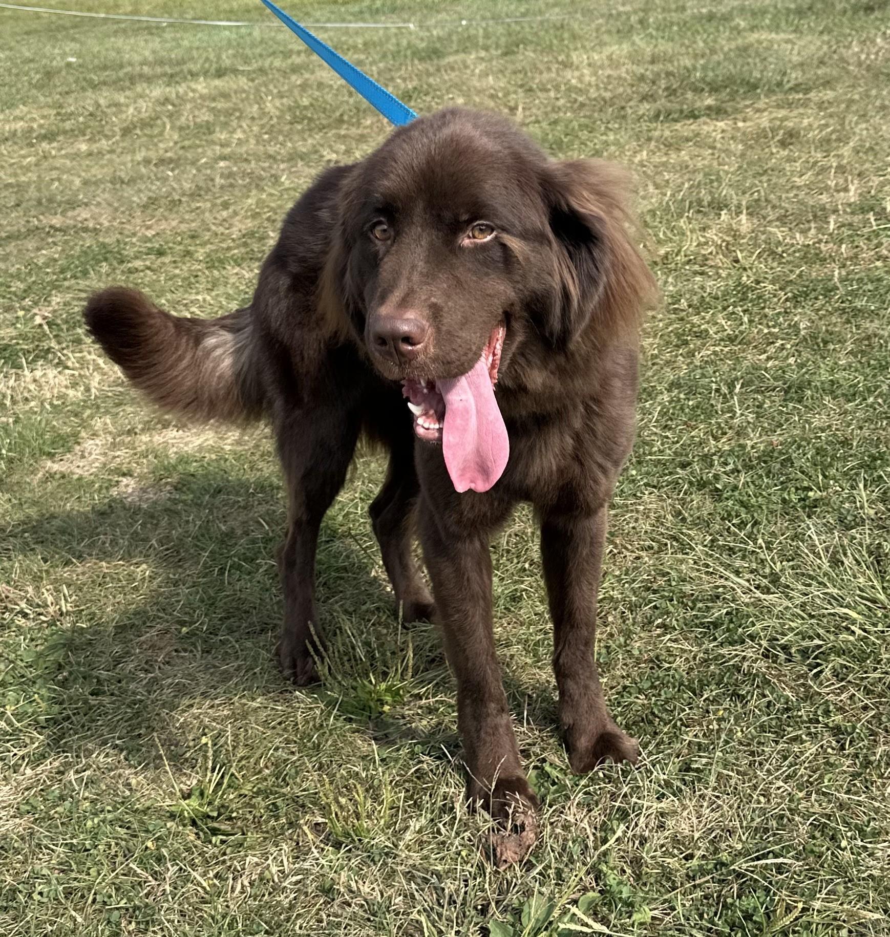 Mika, a Adoptable Newfoundland Dog in Pittsburgh, PA image 4/5