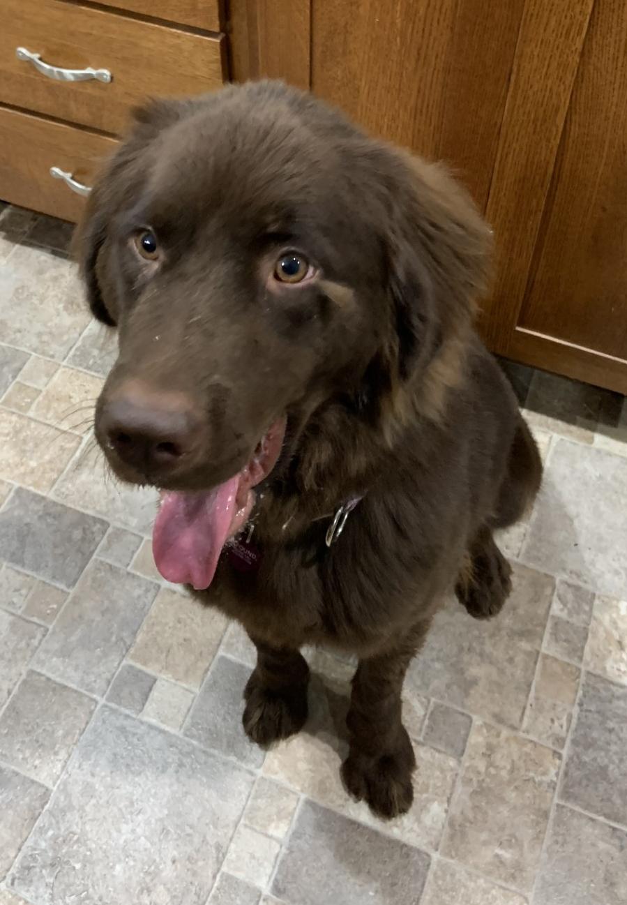 Mika, a Adoptable Newfoundland Dog in Pittsburgh, PA image 5/5