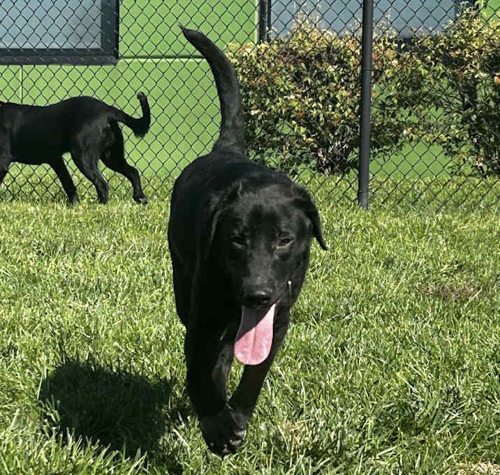 Forrest, Adoptable, Young Male Labrador Retriever.