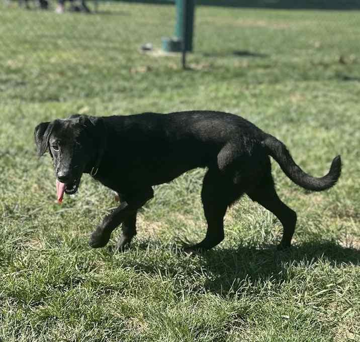 Enlarge Forrest, a Adoptable Labrador Retriever in Brownstown, IN image 2/3
