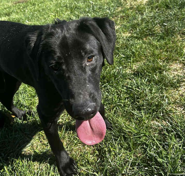 Enlarge Forrest, a Adoptable Labrador Retriever in Brownstown, IN image 3/3