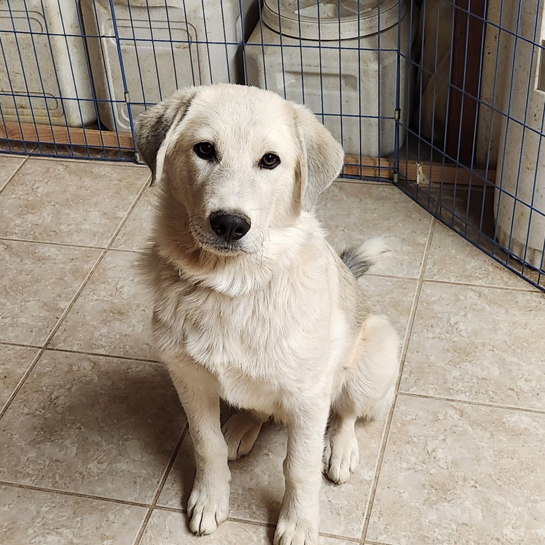 Enlarge Chandler, a Adopted mixed breed in Sparks, NV image 1/1