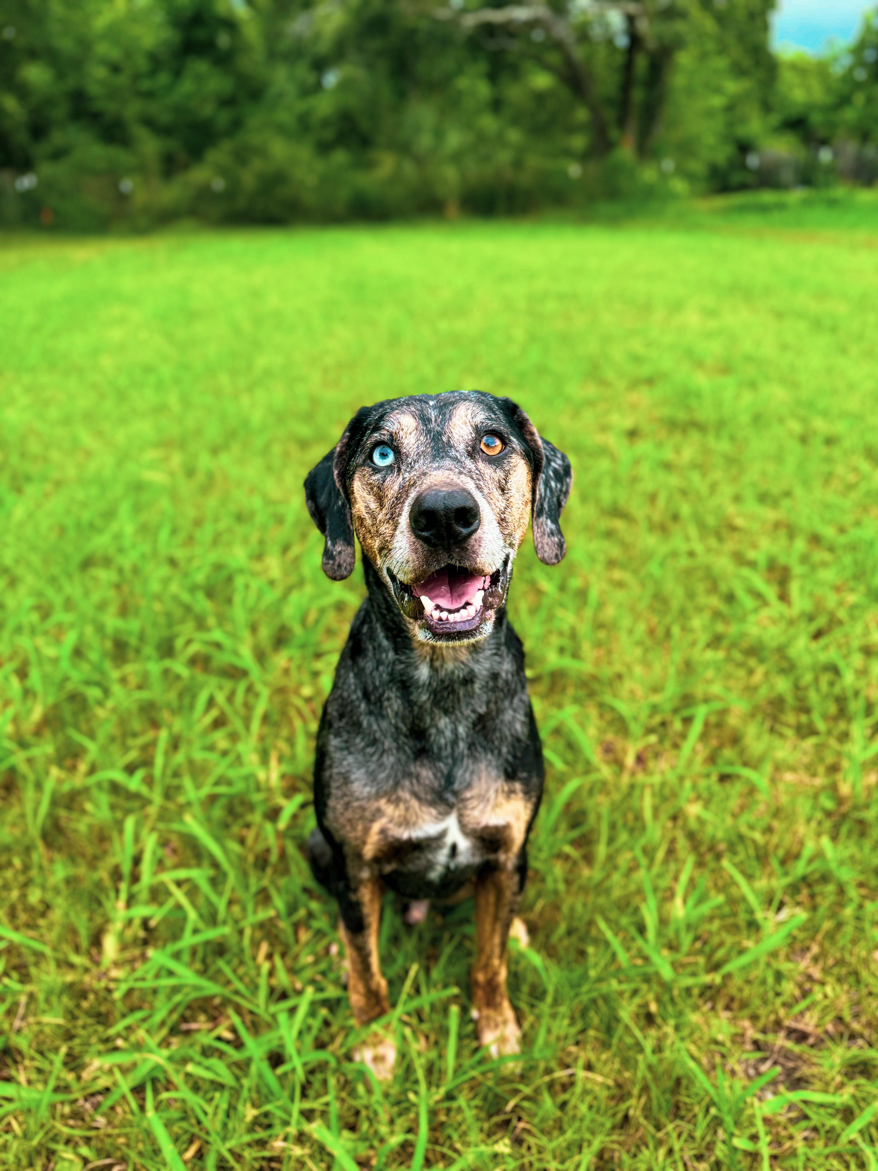 River, a Adoptable Catahoula Leopard Dog in charleston, SC image 1/4