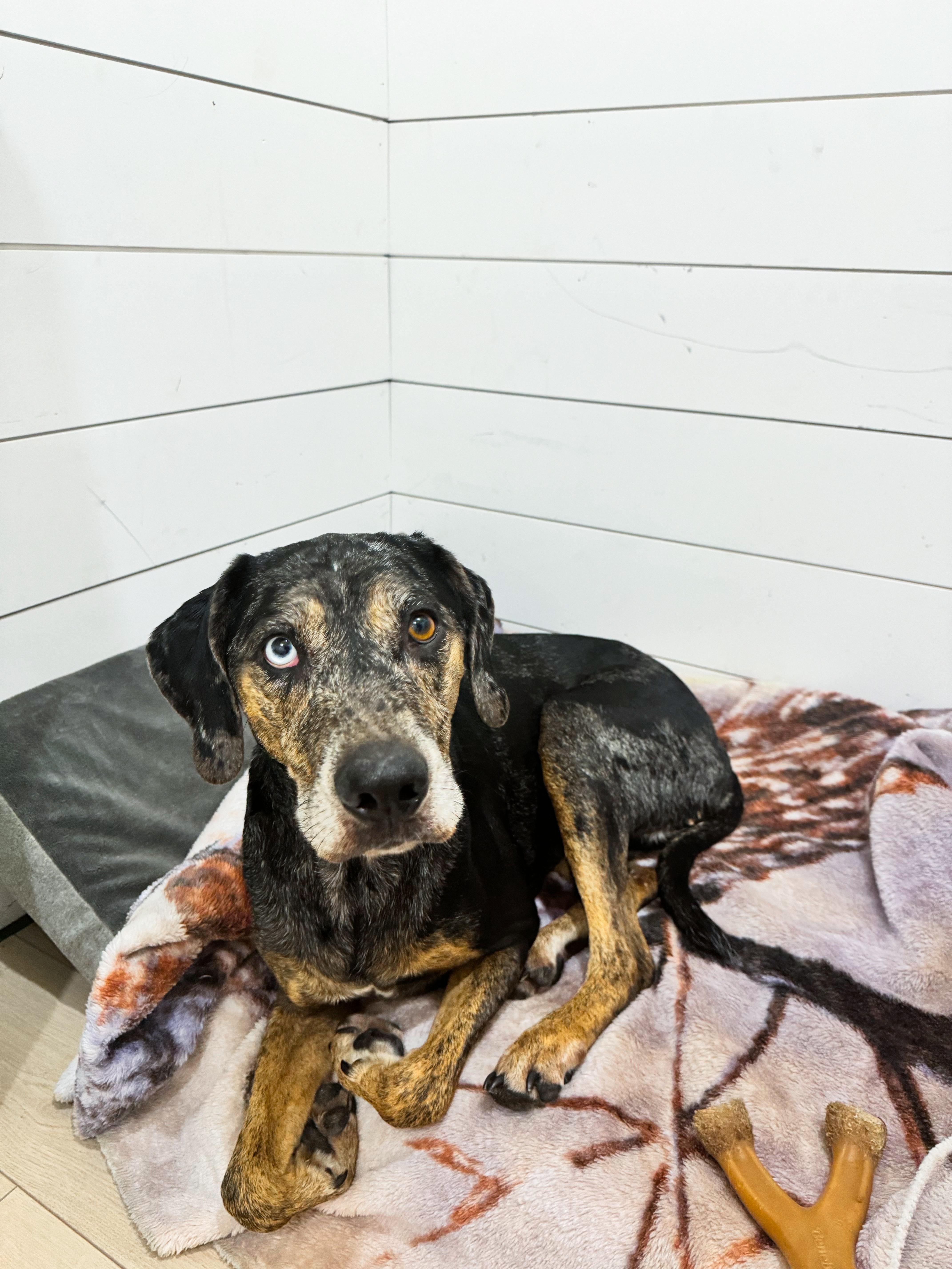 River, a Adoptable Catahoula Leopard Dog in charleston, SC image 3/4