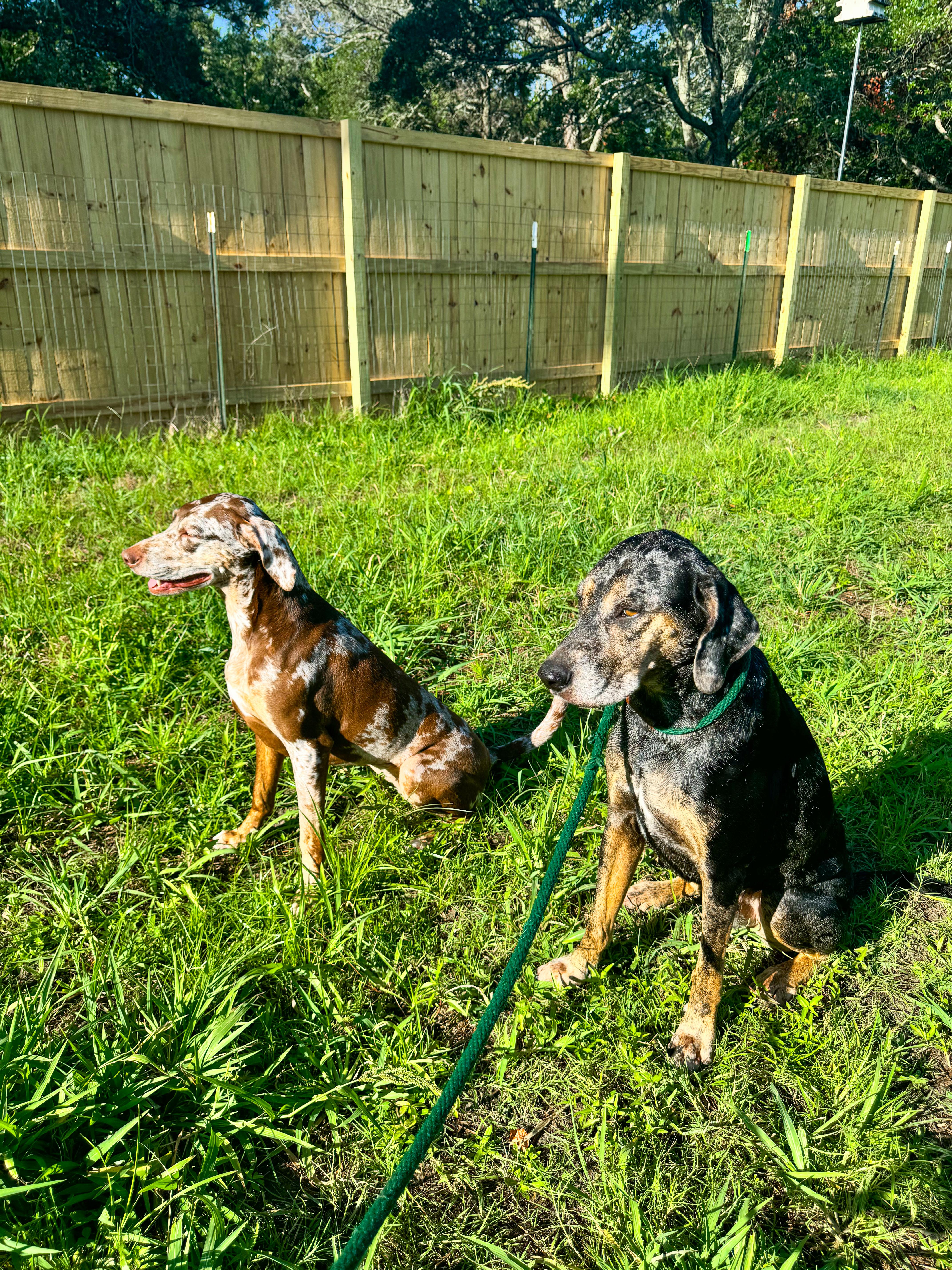River, a Adoptable Catahoula Leopard Dog in charleston, SC image 4/4