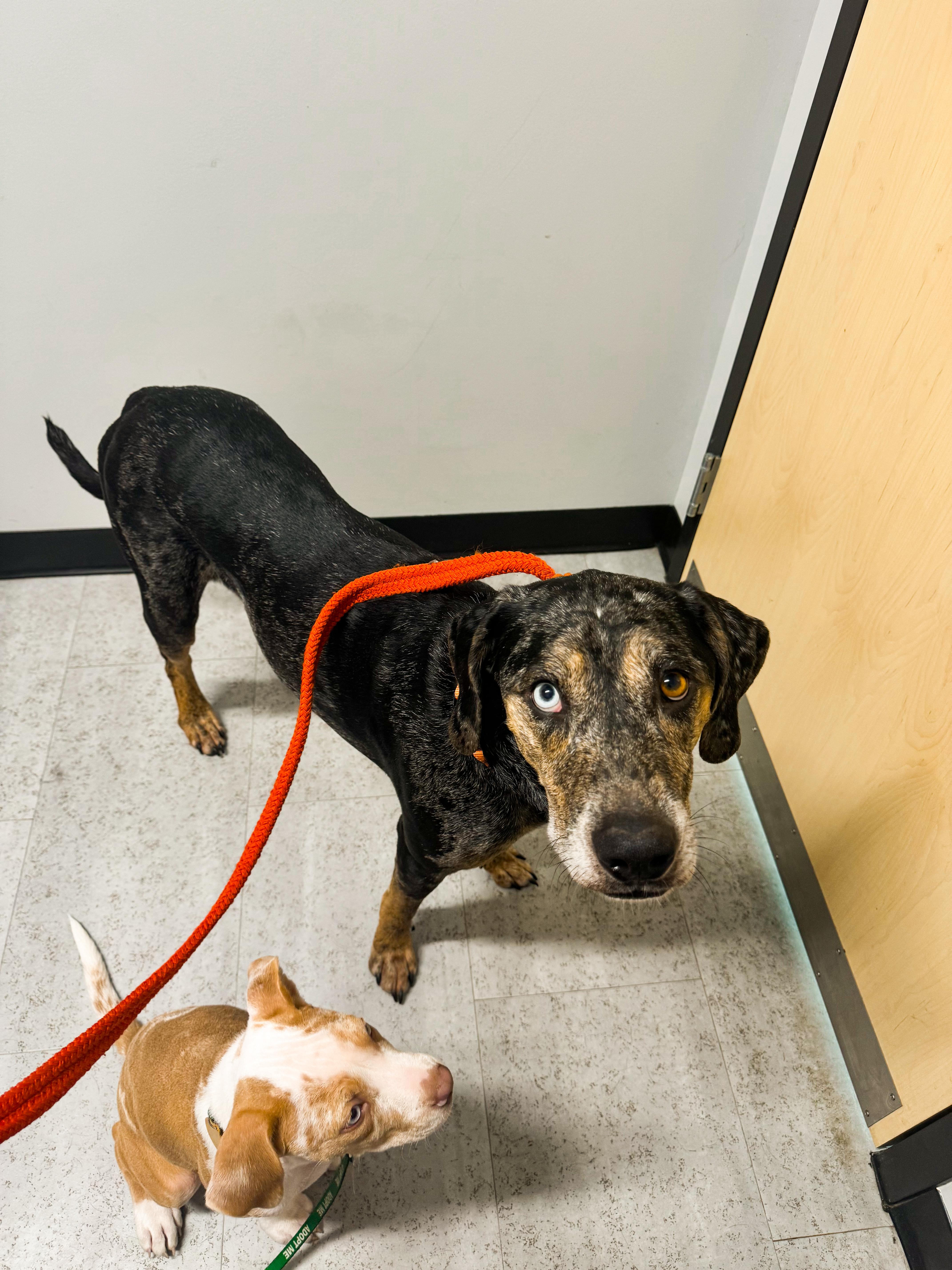 River, a Adoptable Catahoula Leopard Dog in charleston, SC image 2/4