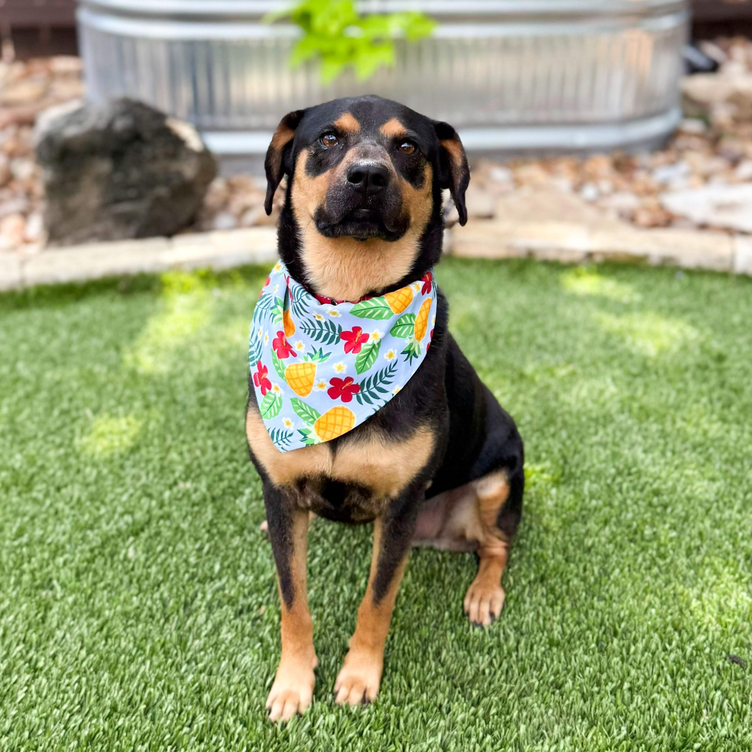 Scruffles, a Adoptable mixed breed in Farmington, CT image 4/6