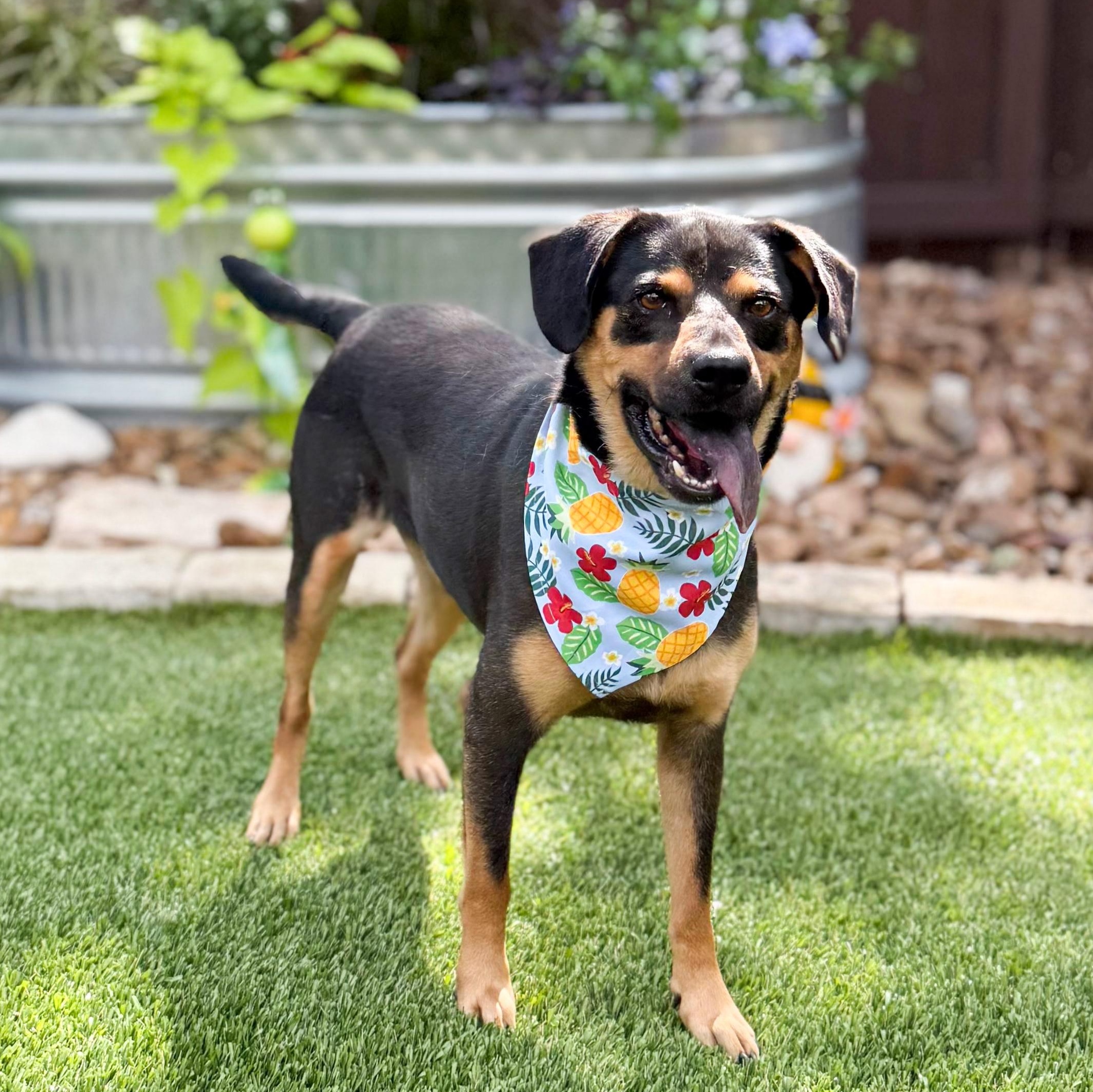 Scruffles, a Adoptable mixed breed in Farmington, CT image 2/6