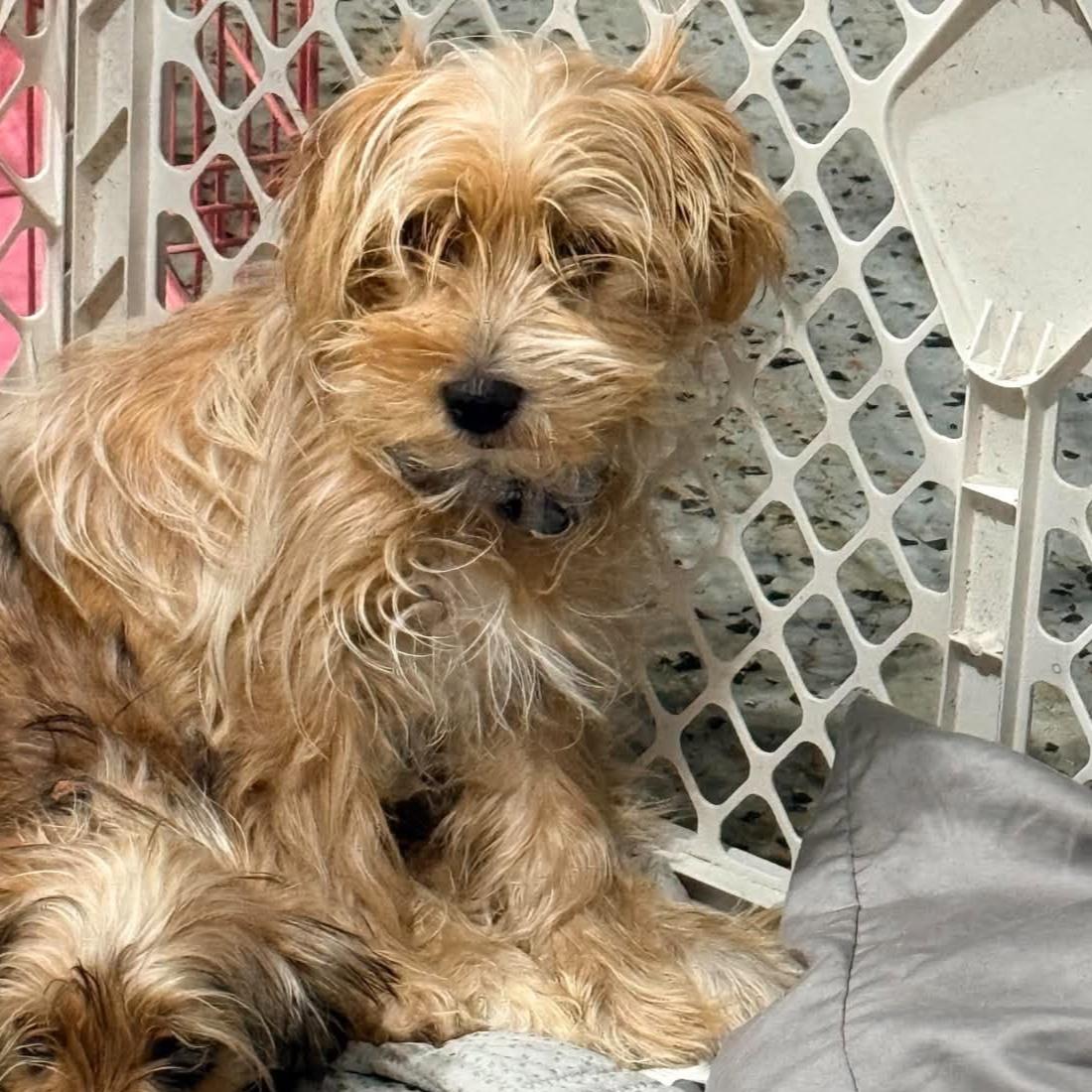 Roux, Adoptable, Young Male Yorkshire Terrier.
