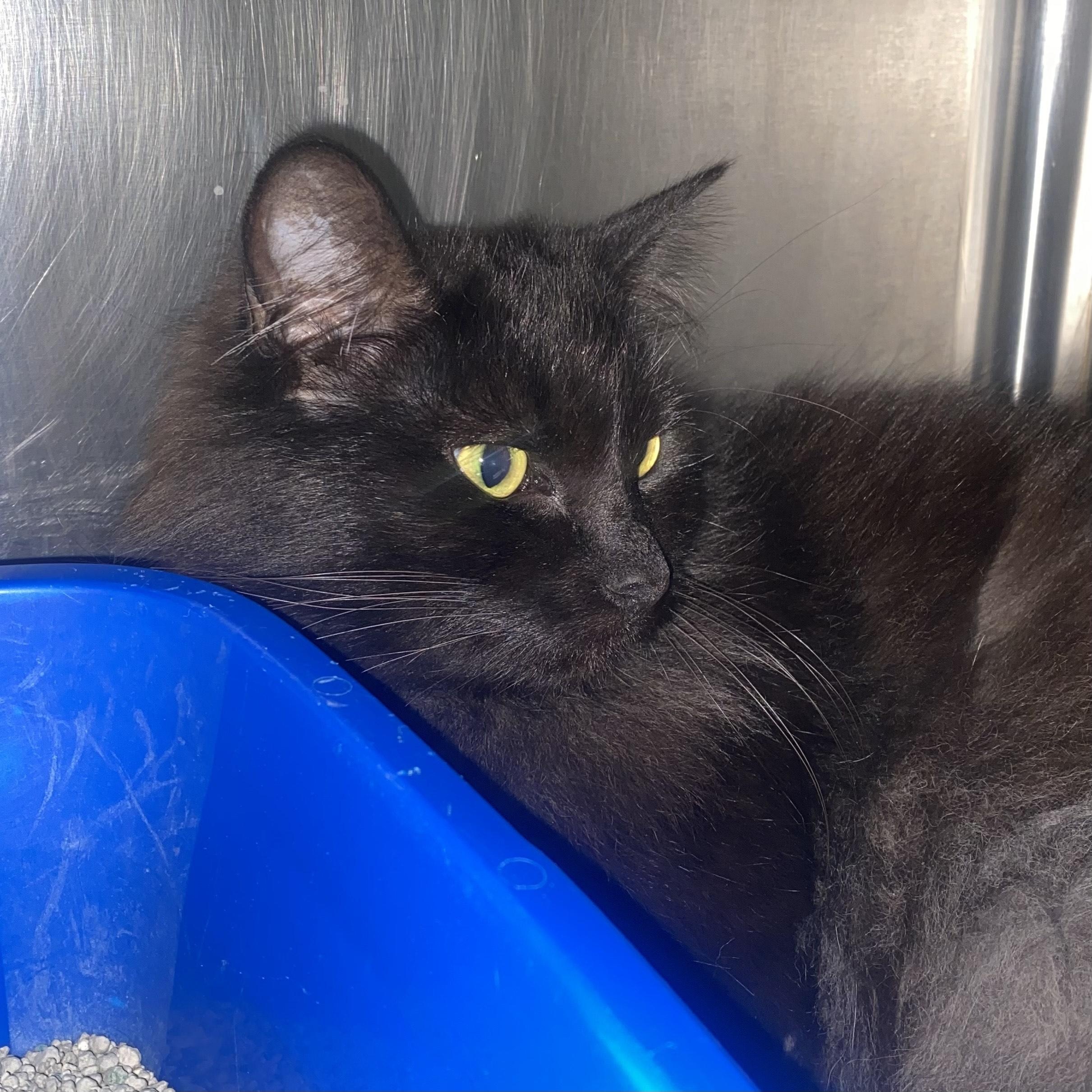 Katherine, a Adoptable Domestic Medium Hair in Belleville, MI image 1/2